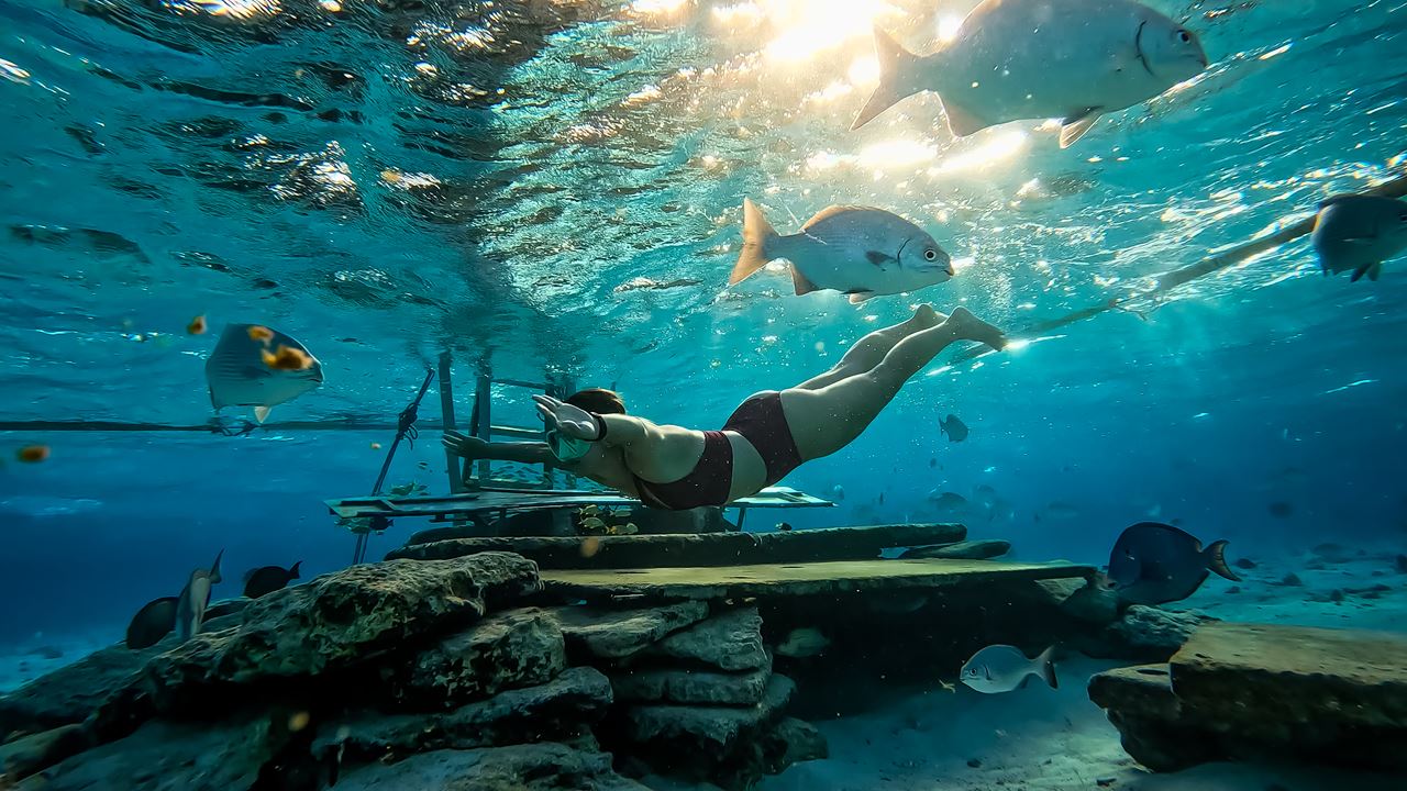 Nascer Do Sol Na Ilha Do Aquário Com Mergulho Livre foto 8