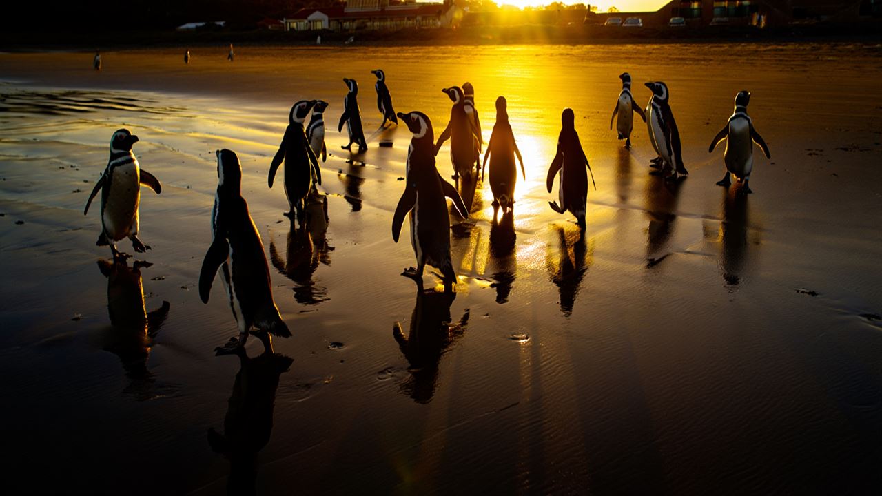 Sunset With Penguins (2)