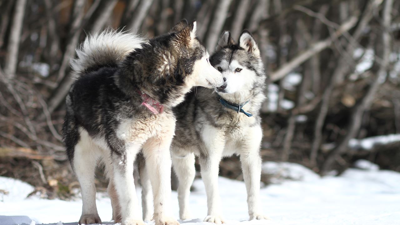 White Adventure With Huskies (2)