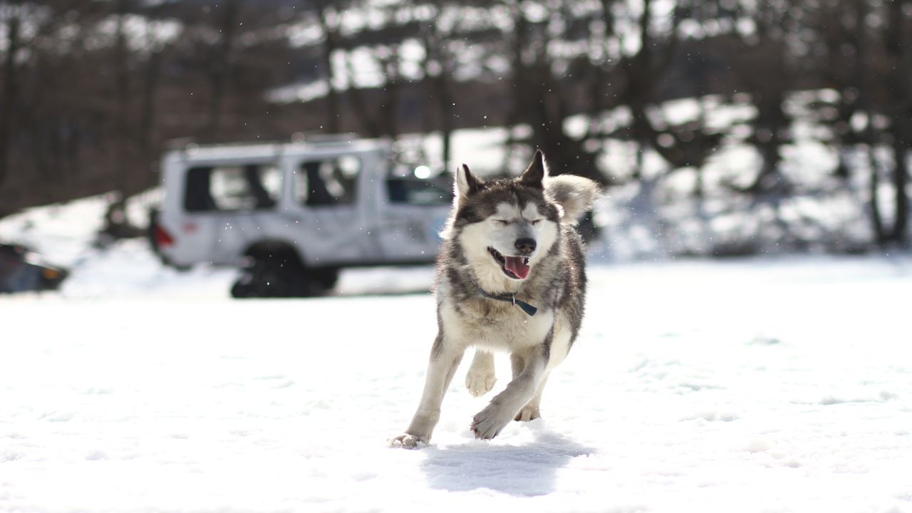 White Adventure With Huskies (4)