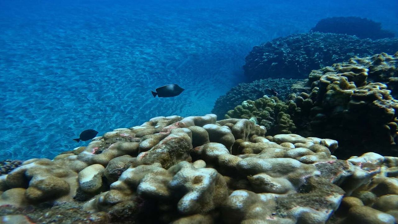 Aventura De Buceo En La Costa Exterior De Hanga Roa foto 6
