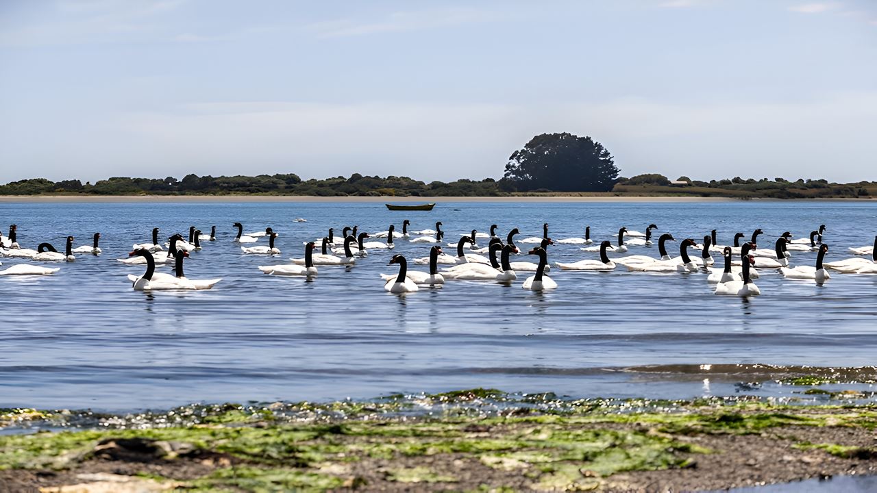 Aventura Em Chiloé: Ancud, Caulin E Lacuy
 foto 1
