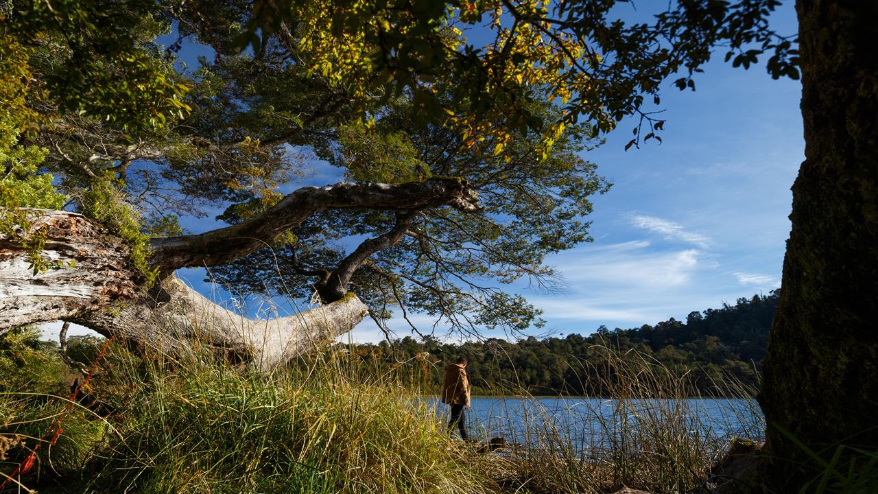 Aventura Entre Lagos: Desde Puerto Octay, Lago Rupanco Hasta Puyehue
 foto 7
