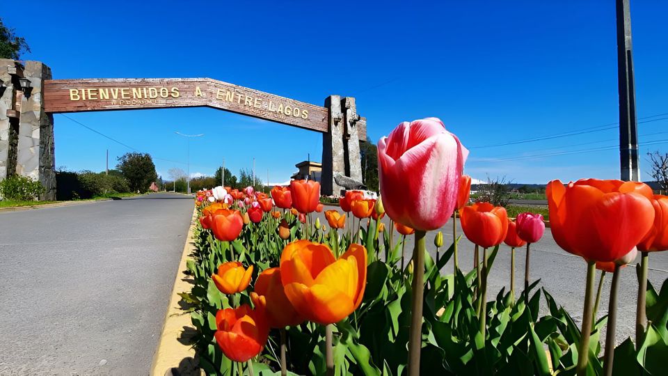 Aventura Entre Lagos: De Puerto Octay, Lago Rupanco A Puyehue
 foto 1
