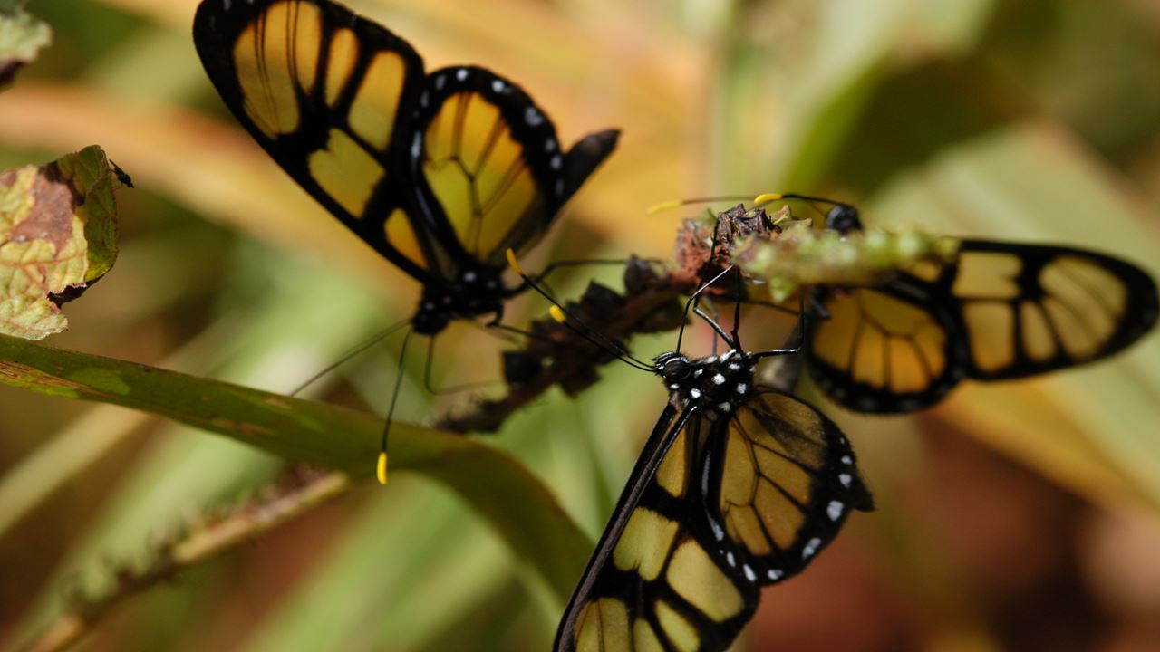 Jungle Fly Adventure In Small Groups (0)
