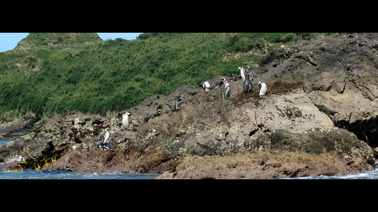 Penguin Adventure In Puñihuil Bay Ancud foto 4
