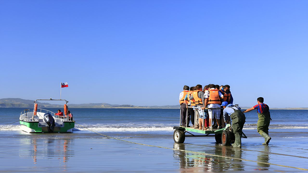 Penguin Adventure In Puñihuil Bay Ancud foto 3