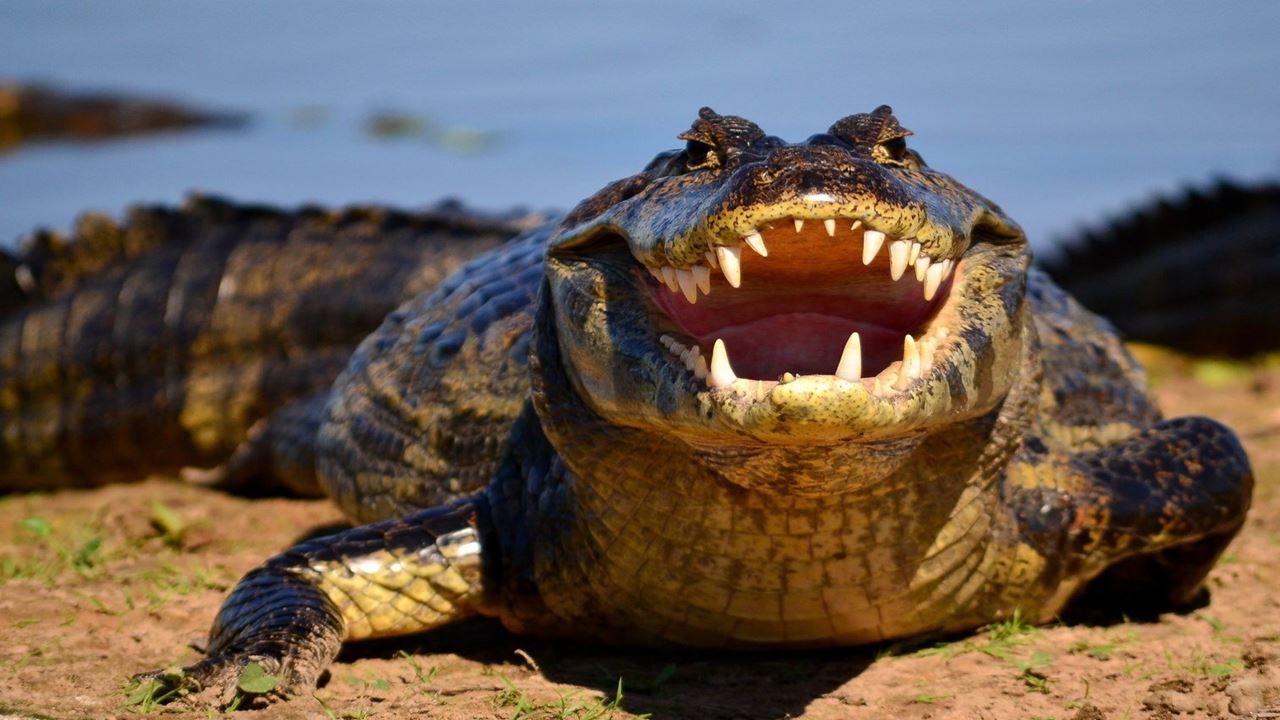 Alligator Watching And Piranhas Fishing (1)