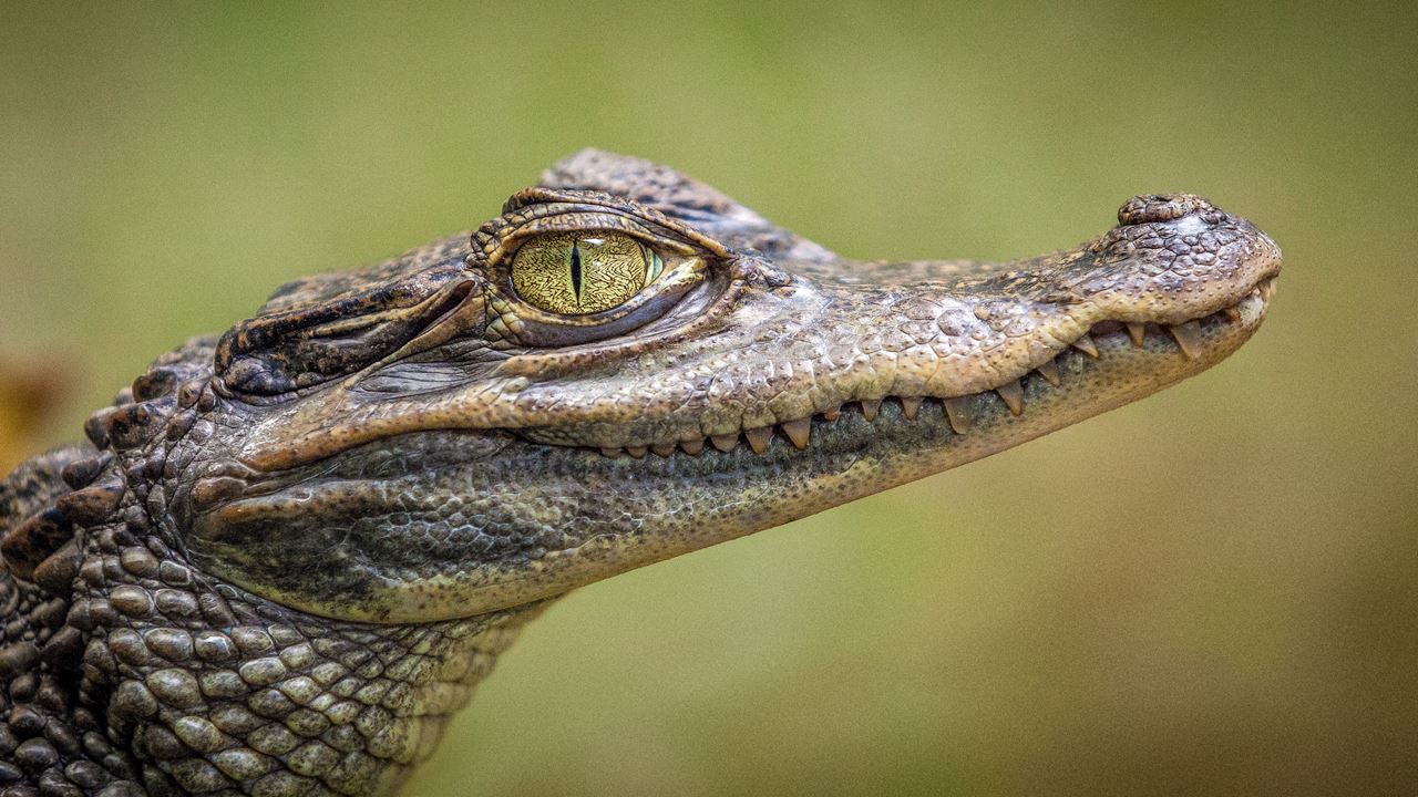 Alligator Watching And Piranhas Fishing (3)