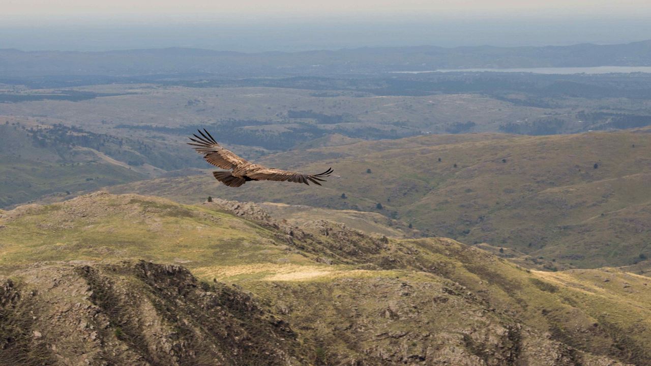 Condor Sighting In Quebrada De Los Cóndores foto 3