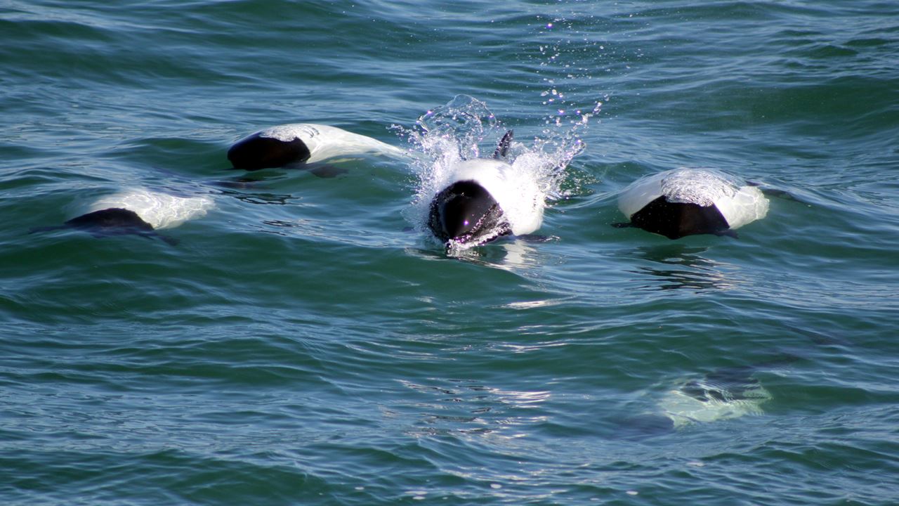 Commerson`s Dolphin Sighting (6)
