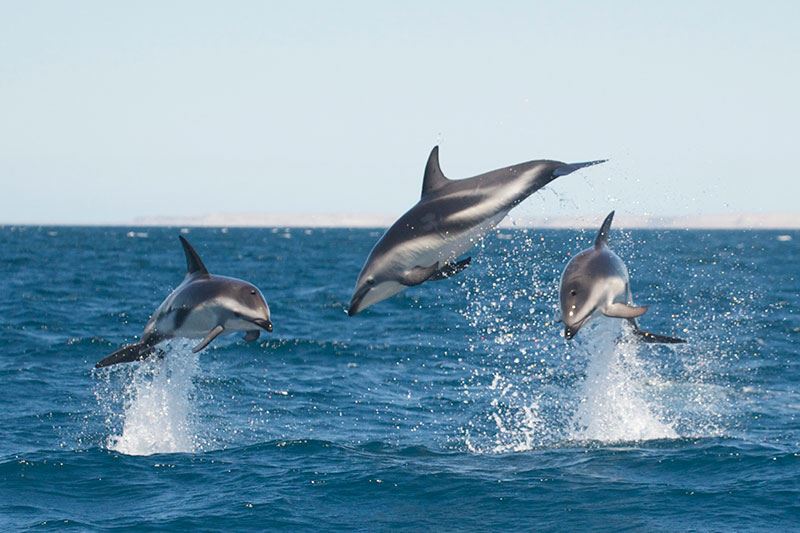 Commerson`s Dolphin Sighting (4)