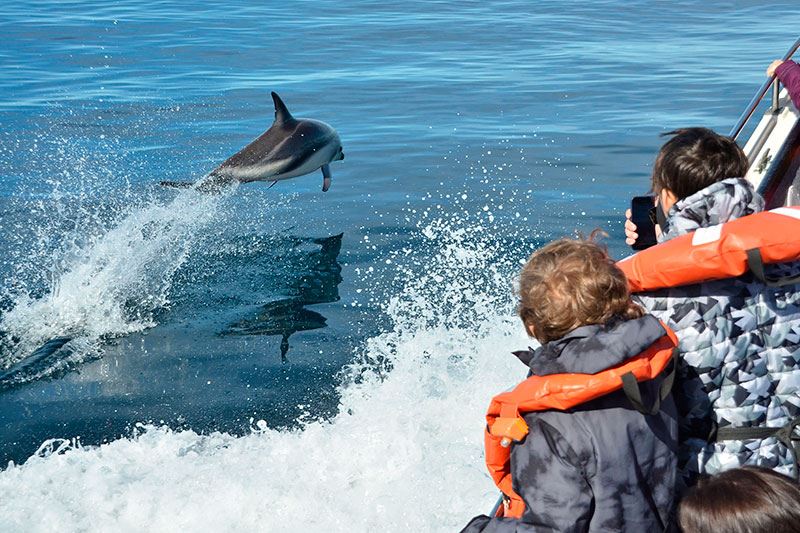 Commerson`s Dolphin Sighting (1)