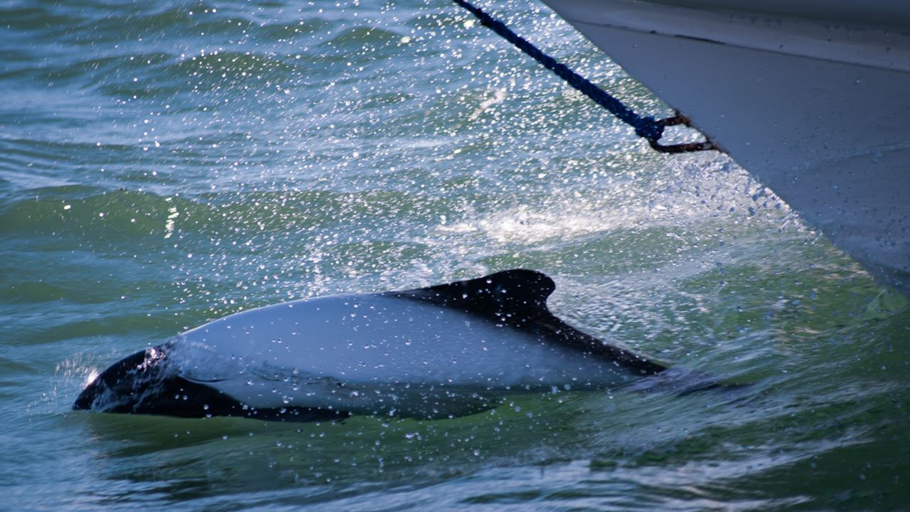 Commerson`s Dolphin Sighting (5)