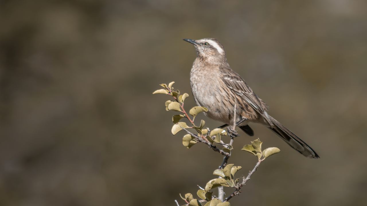 Bird Watching foto 5