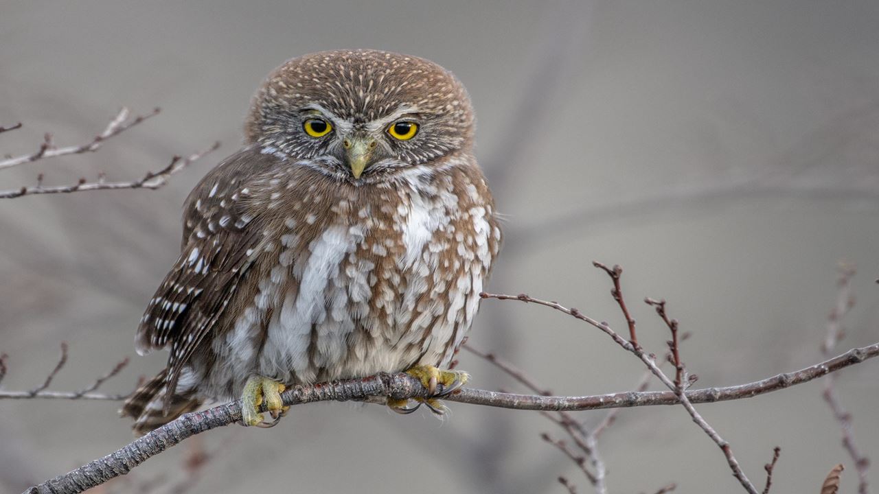 Bird Watching foto 1