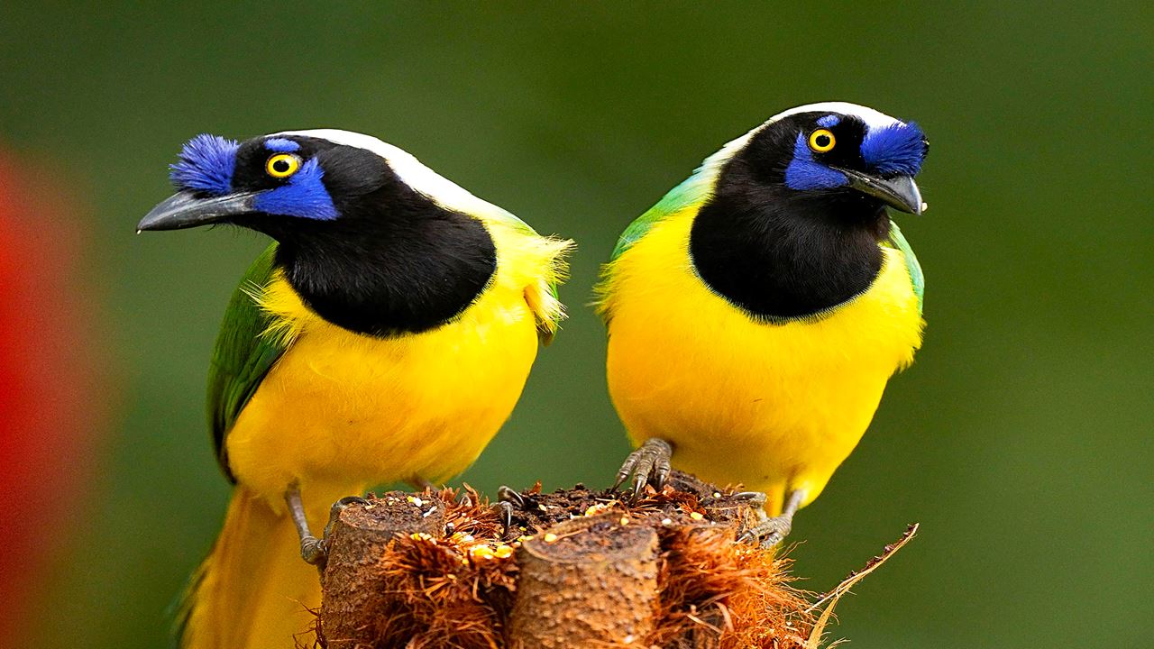 Avistamiento De Aves foto 2