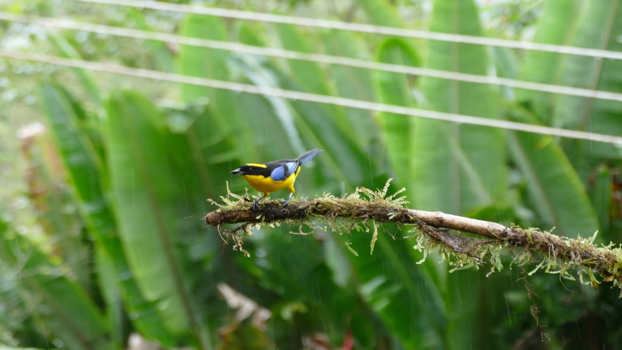 Avistamiento De Aves foto 6