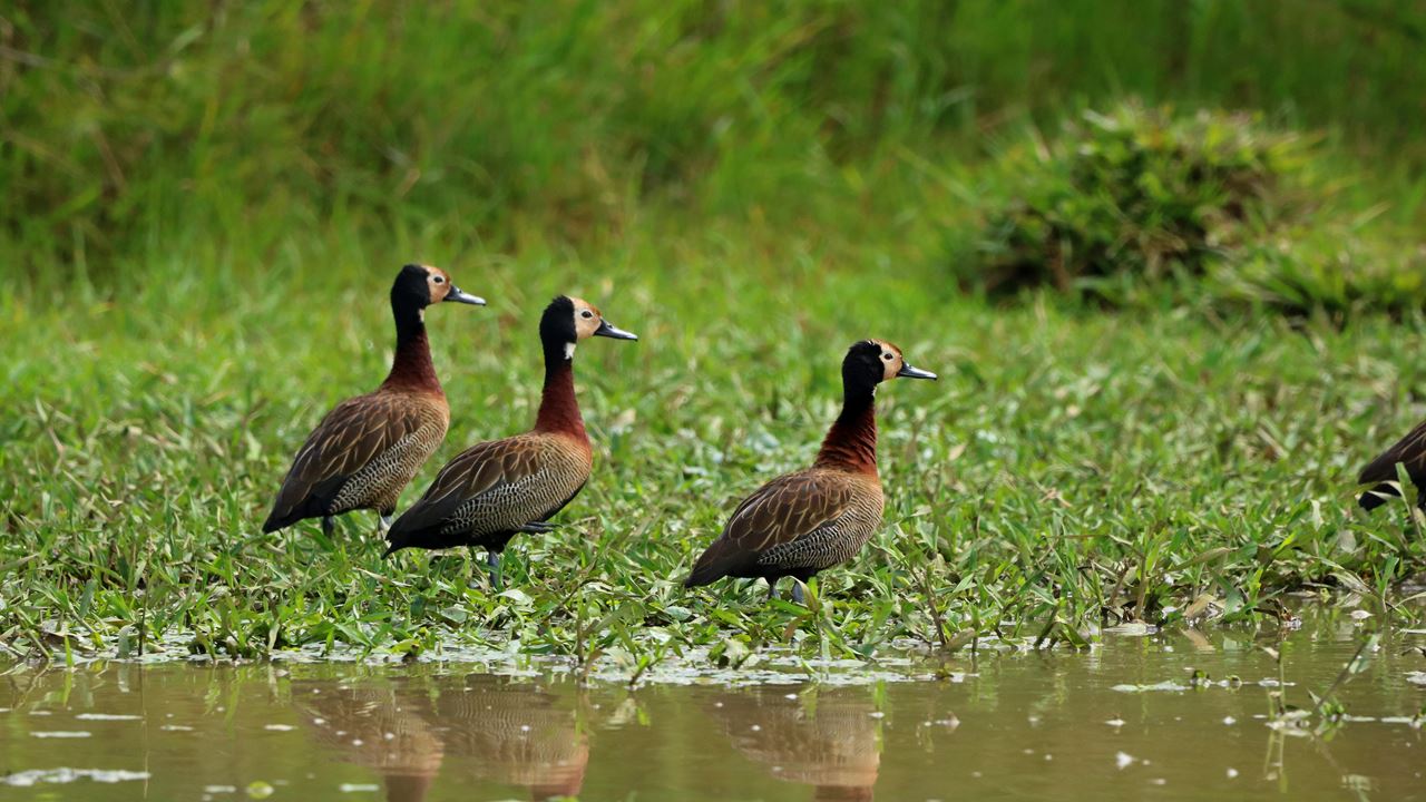 Avistamiento De Aves foto 3