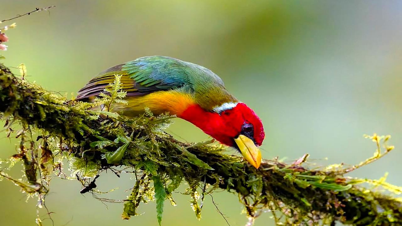 Avistamiento De Aves foto 10