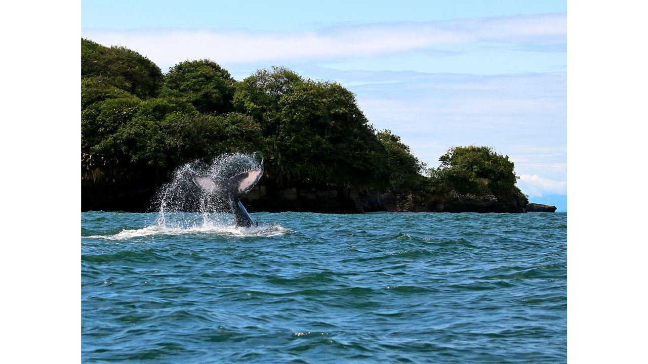 Observação De Baleias Na Baía De Málaga foto 7
