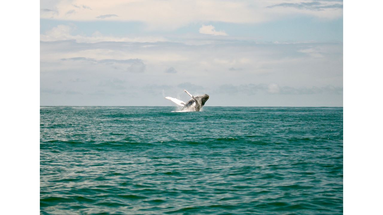 Observação De Baleias Na Baía De Málaga foto 4