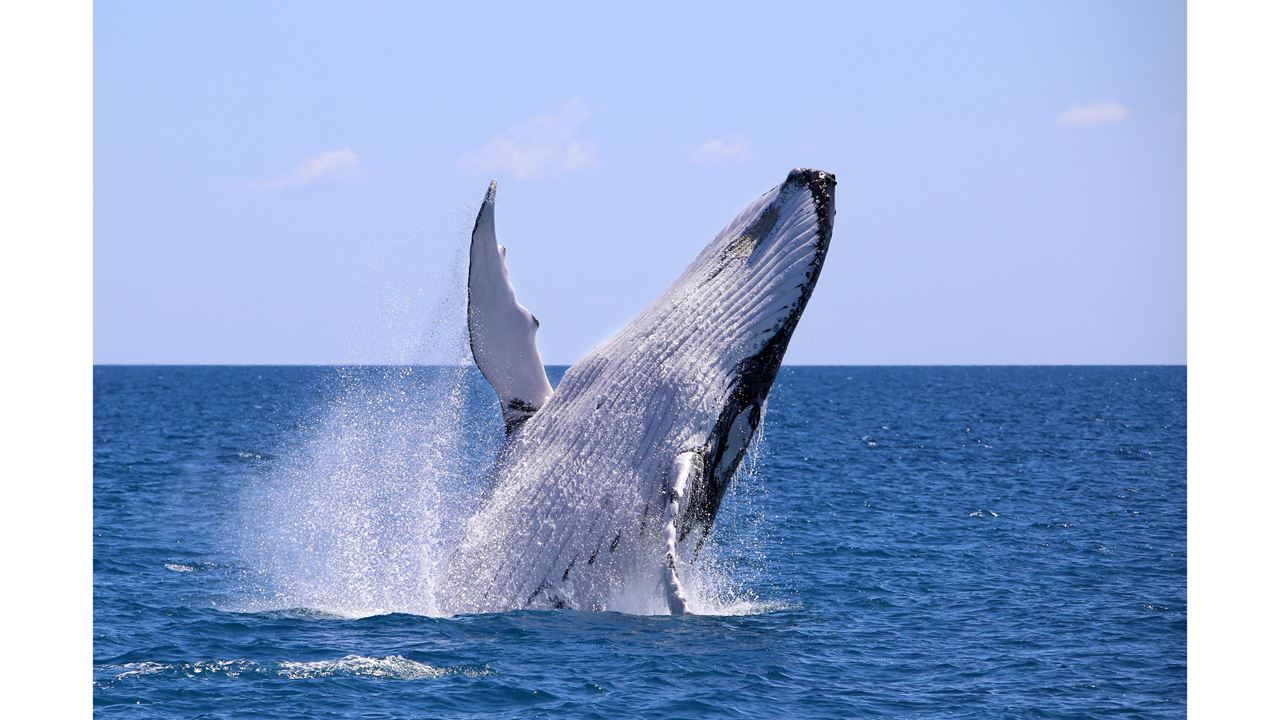 Observação De Baleias Na Baía De Málaga foto 3