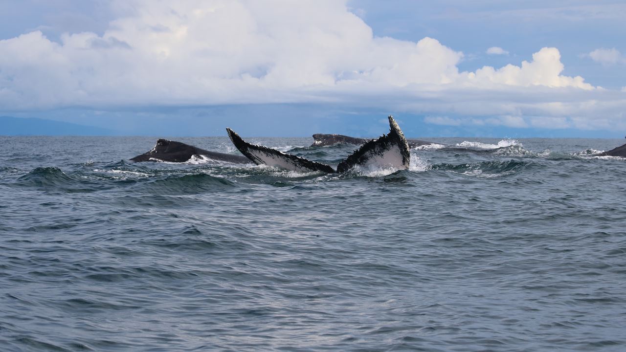 Observação De Baleias Na Baía De Málaga foto 1
