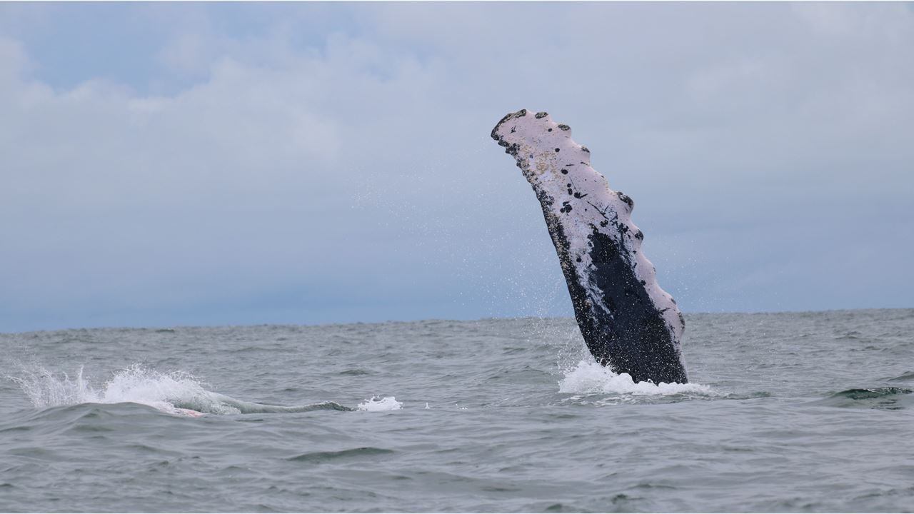 Observação De Baleias Na Baía De Málaga foto 8