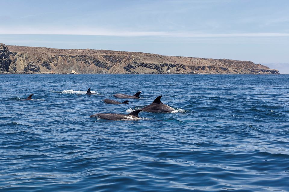 Avistamiento De Ballenas En La Reserva Marina Isla Chañaral foto 10