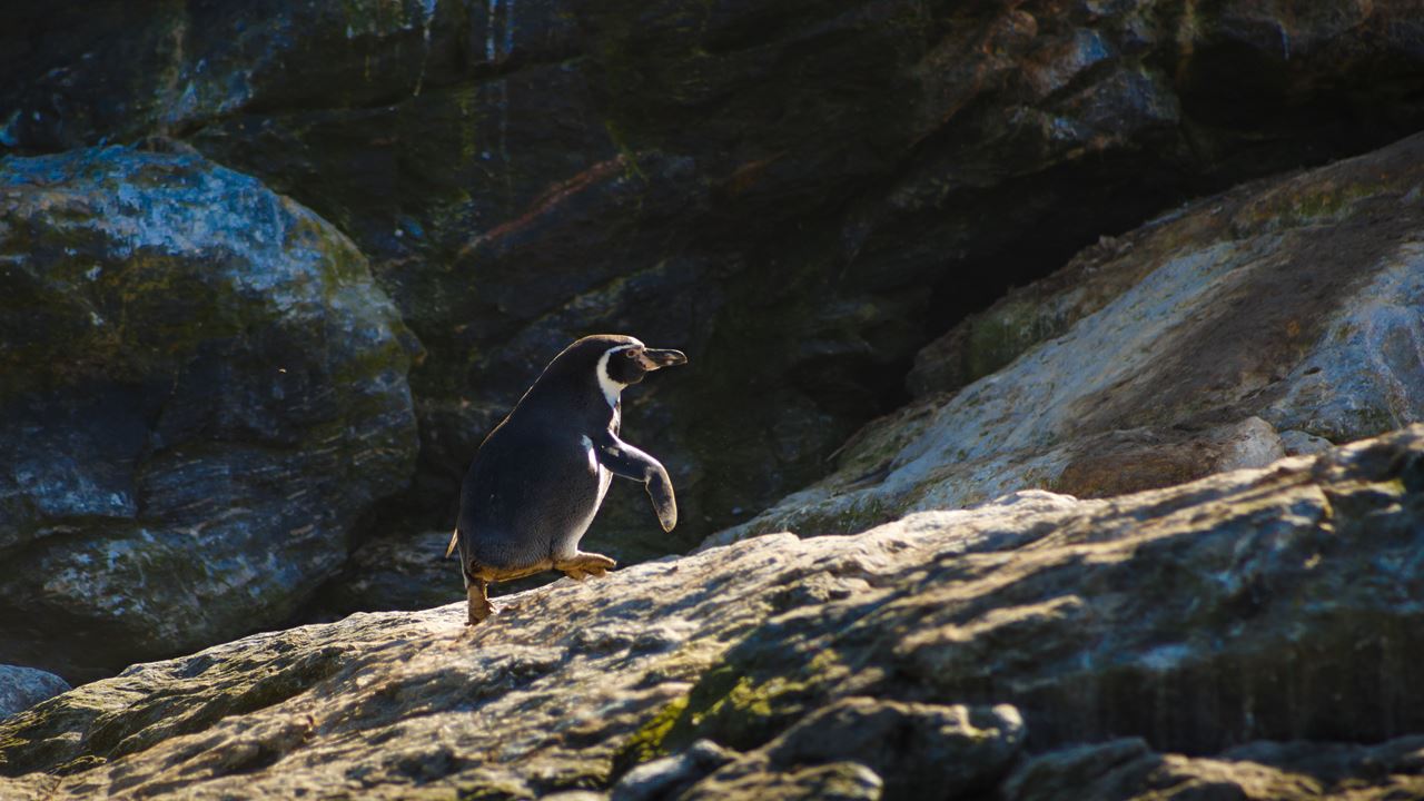 Avistamiento De Ballenas En La Reserva Marina Isla Chañaral foto 16