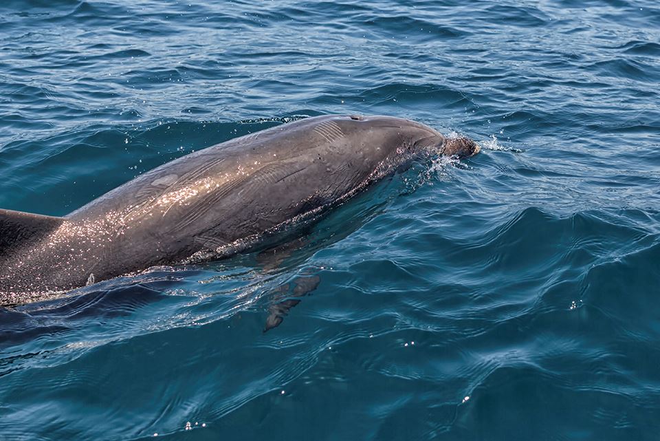 Avistamiento De Ballenas En La Reserva Marina Isla Chañaral foto 14