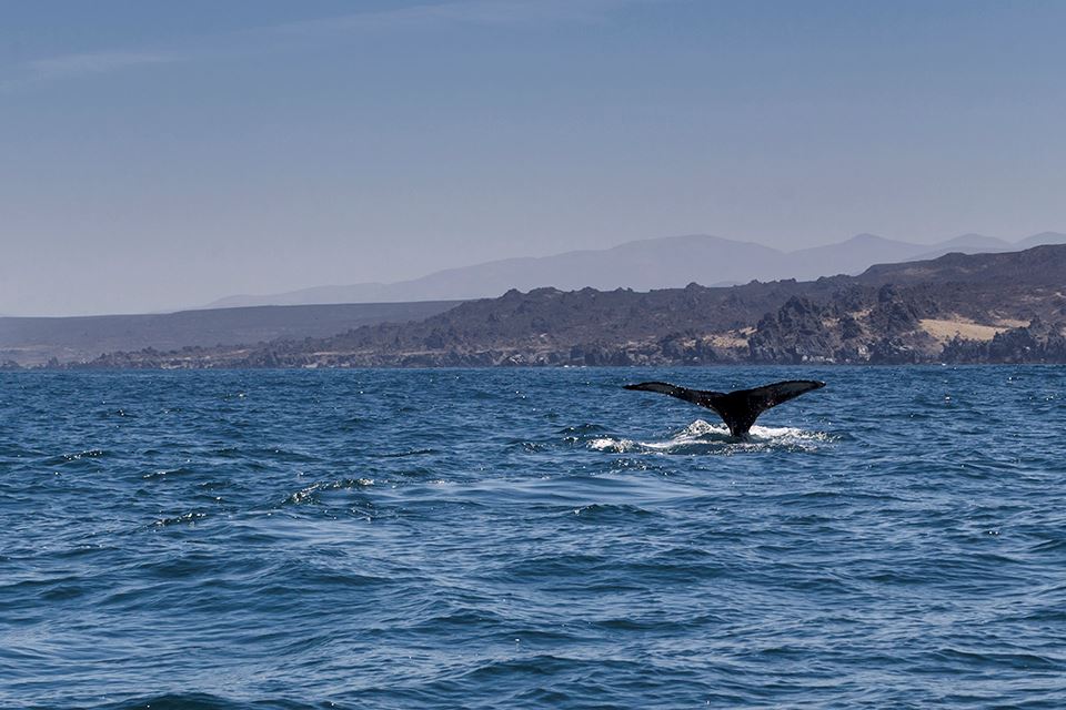 Avistamiento De Ballenas En La Reserva Marina Isla Chañaral foto 5