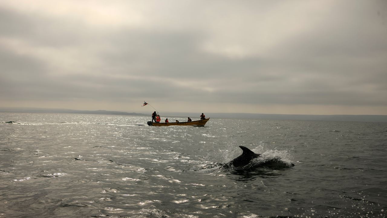 Avistamiento De Ballenas En La Reserva Marina Isla Chañaral foto 20