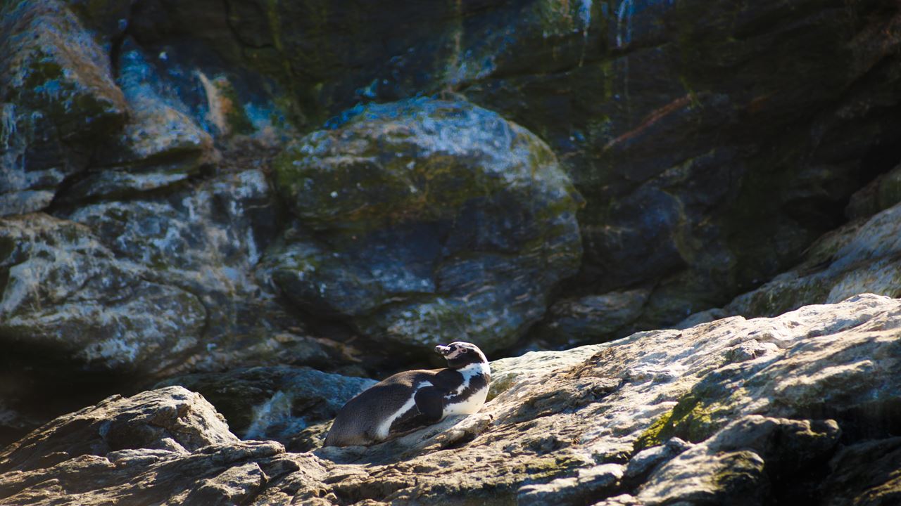 Avistamiento De Ballenas En La Reserva Marina Isla Chañaral foto 15