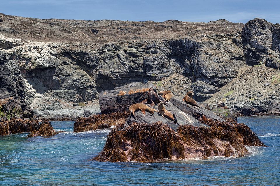 Avistamiento De Ballenas En La Reserva Marina Isla Chañaral foto 9