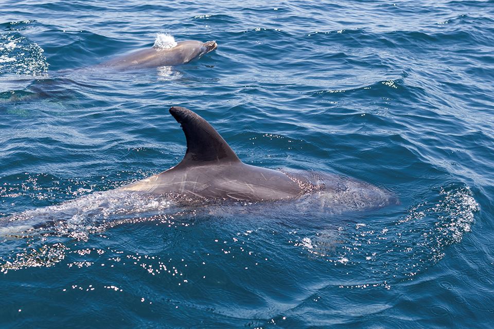 Avistamiento De Ballenas En La Reserva Marina Isla Chañaral foto 7