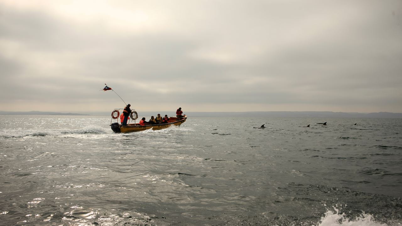 Avistamiento De Ballenas En La Reserva Marina Isla Chañaral foto 21