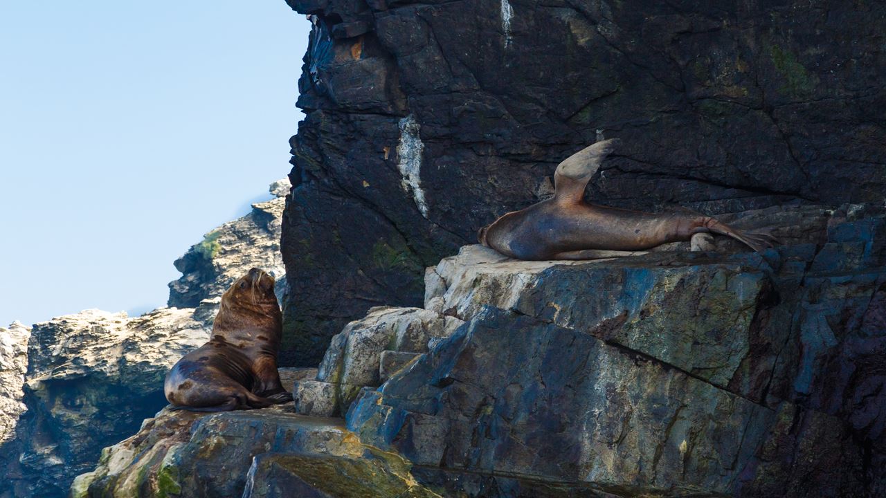Avistamiento De Ballenas En La Reserva Marina Isla Chañaral foto 19
