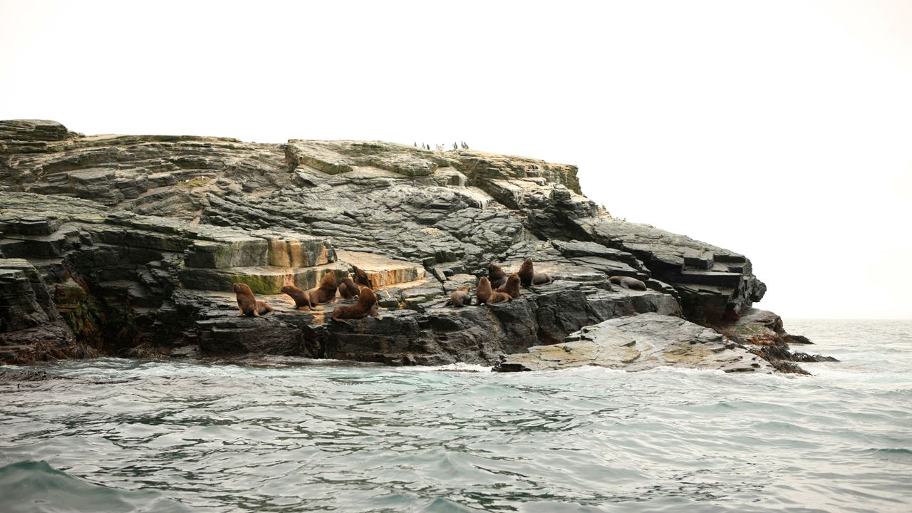 Avistamiento De Ballenas En La Reserva Marina Isla Chañaral foto 17