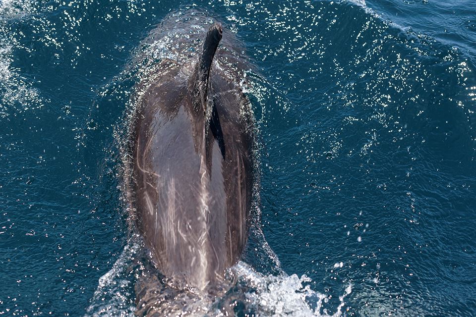 Avistamiento De Ballenas En La Reserva Marina Isla Chañaral foto 13