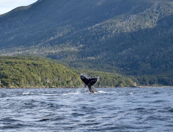 Avistamiento De Delfines Y Cabalgata foto 5