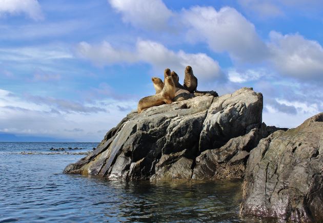 Avistamiento De Delfines Y Cabalgata foto 3