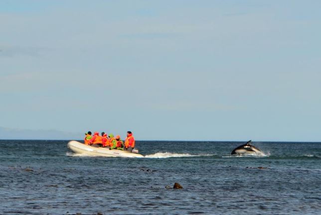 Avistamiento De Delfines Y Cabalgata foto 4