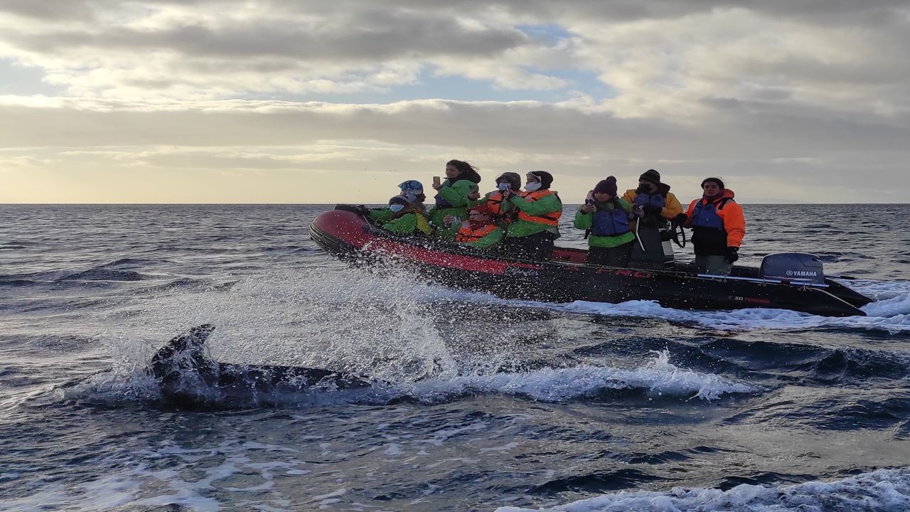 Avistamiento De Delfines Y Cabalgata foto 10