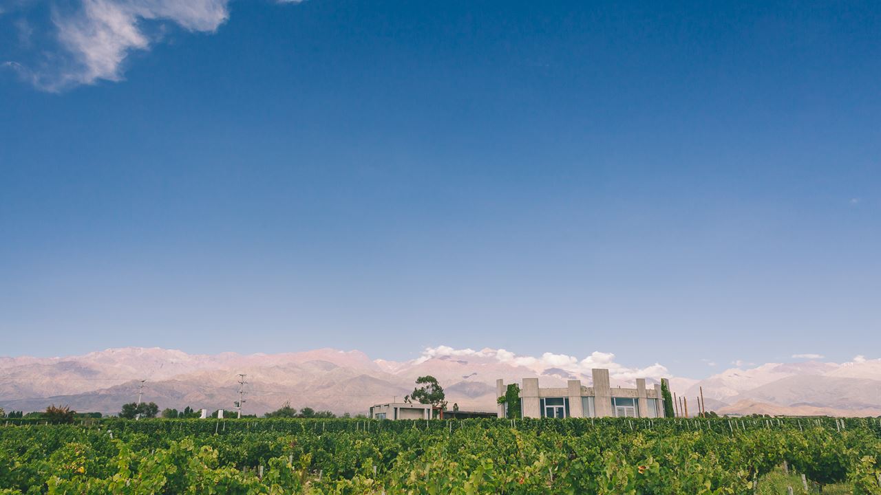 Superuco Vineyard Visit And Wine Tasting (2)