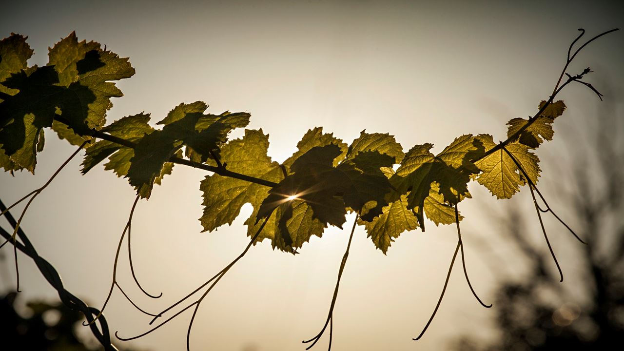 Bodega Y Cata Privada De Vinos (1)
