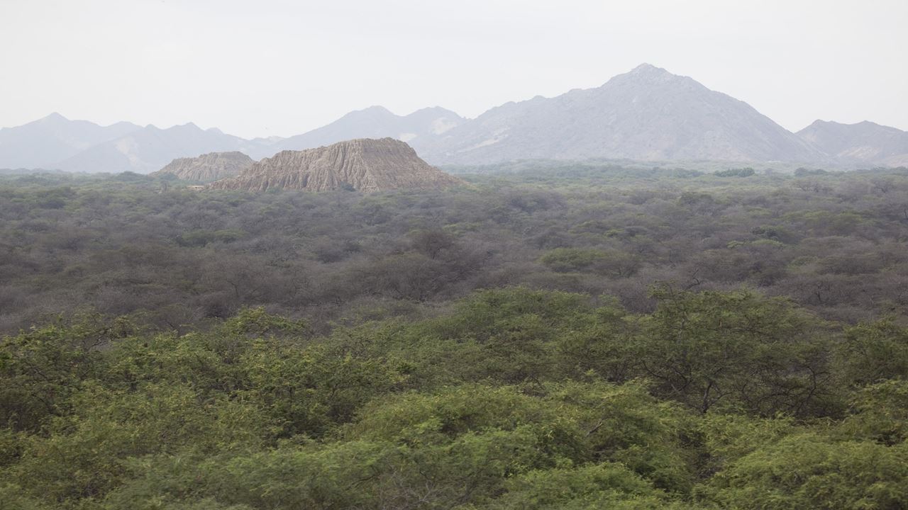 Bosque De Pomac & Museo Sican foto 10