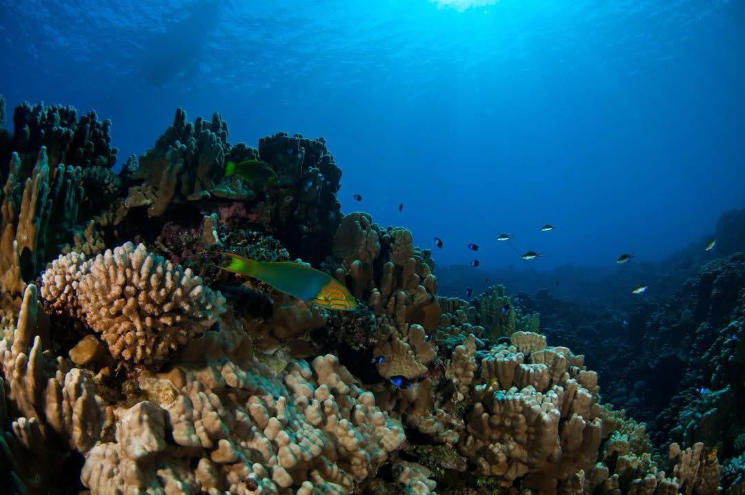 Test Diving In Hanga Roa foto 7