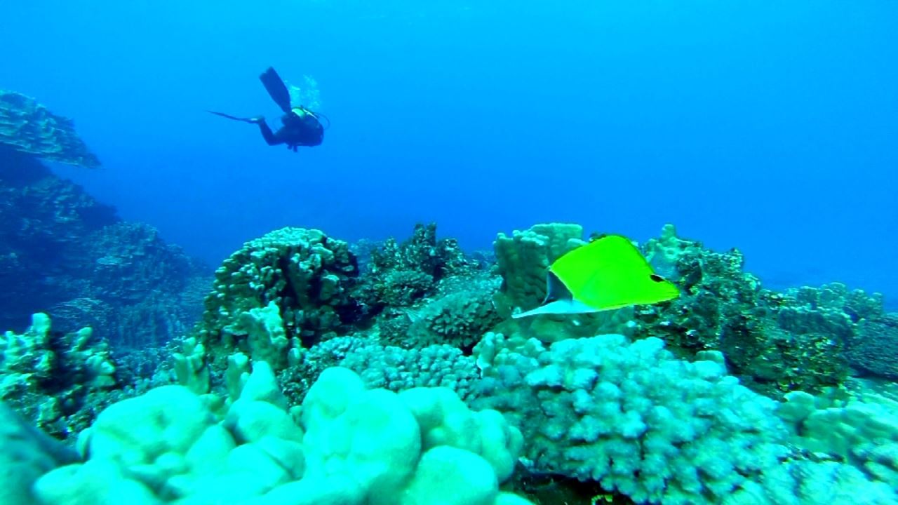 Test Diving In Hanga Roa foto 2
